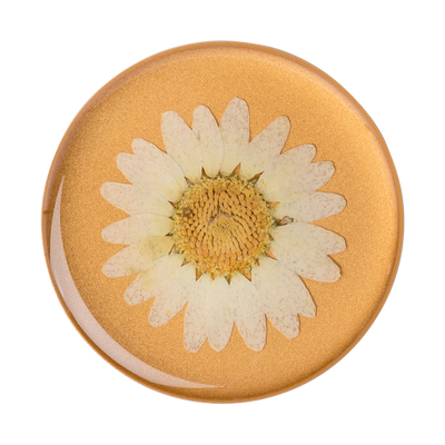 Pressed Flower White Daisy
